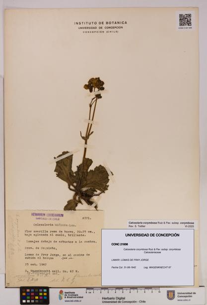 Calceolaria corymbosa [Espécimen: UDEC:CONC:0021936]