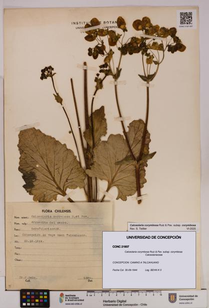 Calceolaria corymbosa [Espécimen: UDEC:CONC:0021937]