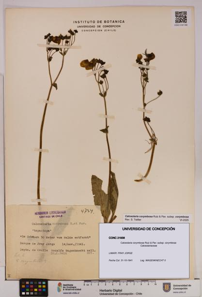 Calceolaria corymbosa [Espécimen: UDEC:CONC:0021938]