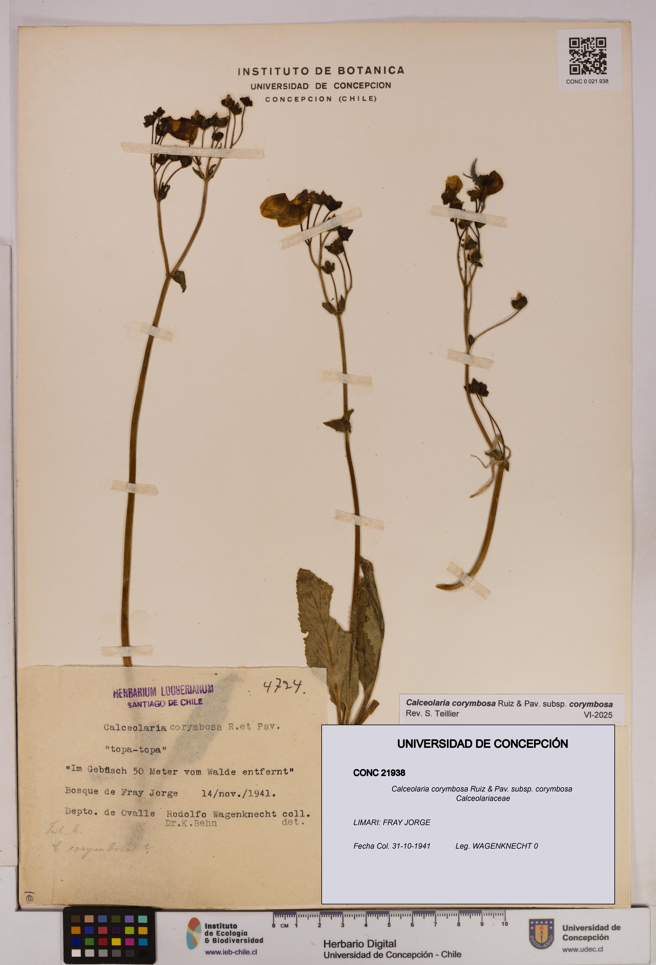 Calceolaria corymbosa [Espécimen: UDEC:CONC:0021938]
