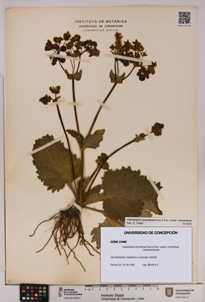 Calceolaria corymbosa [Espécimen: UDEC:CONC:0021940]
