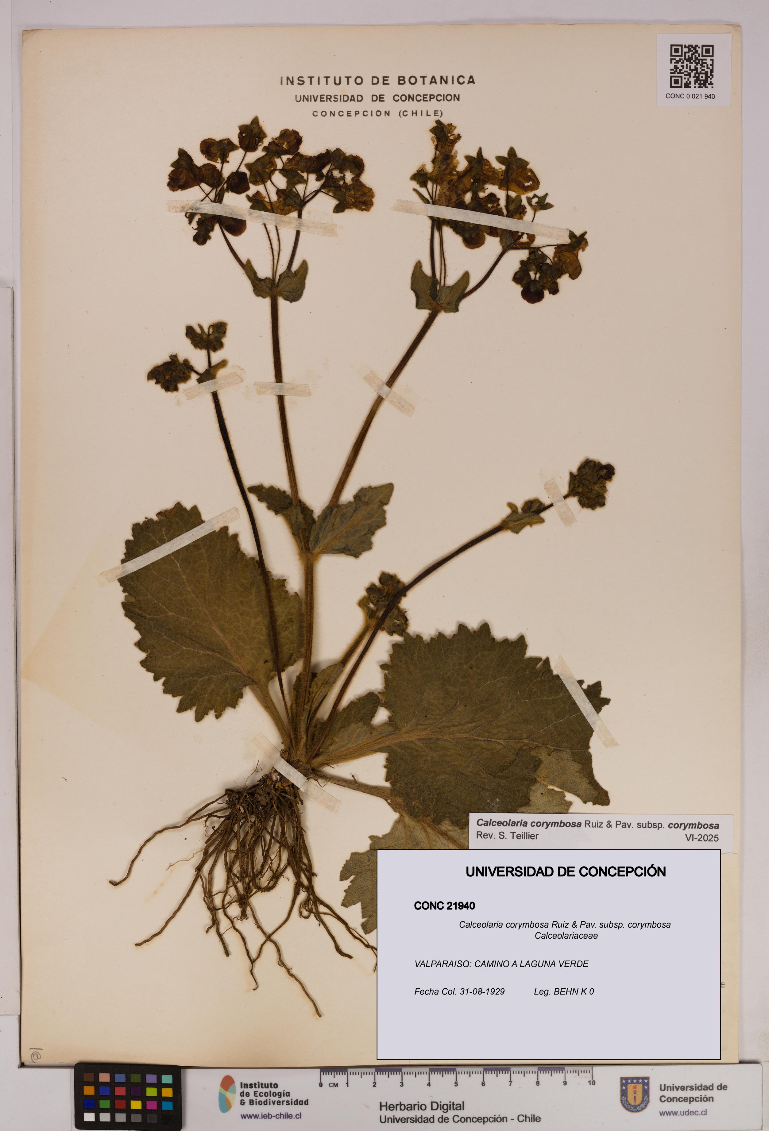 Calceolaria corymbosa [Espécimen: UDEC:CONC:0021940]