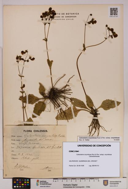 Calceolaria corymbosa [Espécimen: UDEC:CONC:0021941]