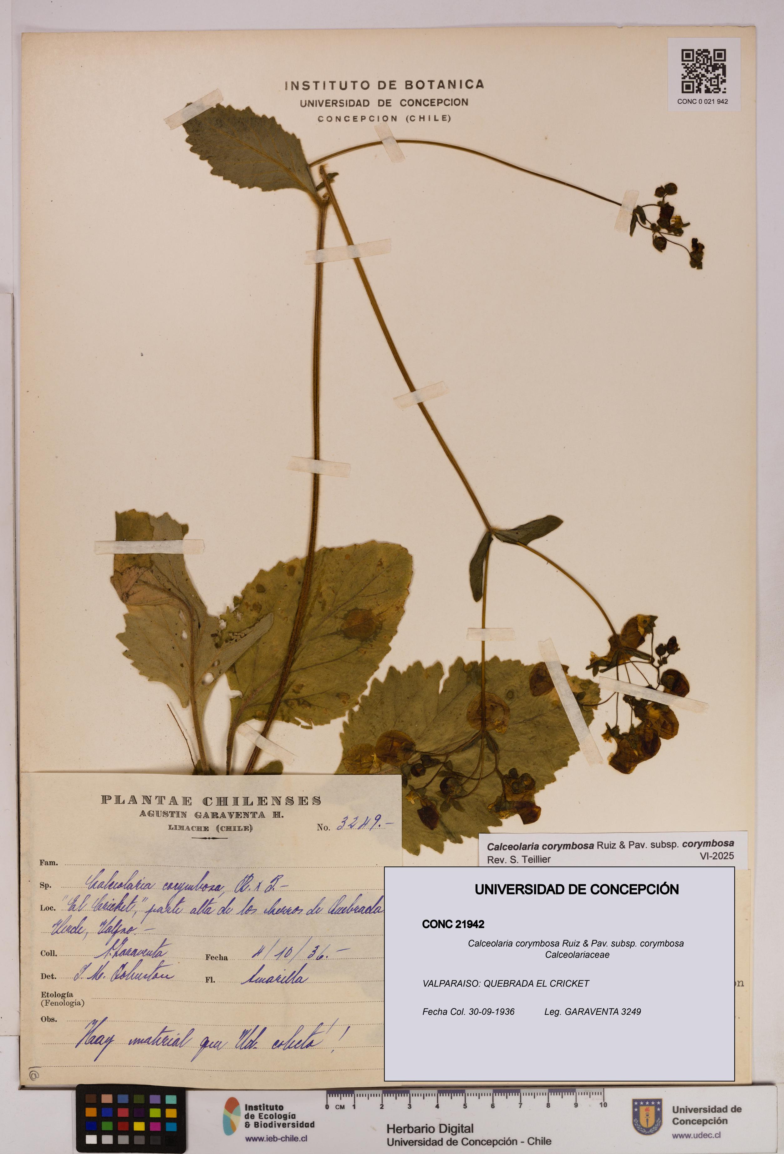 Calceolaria corymbosa [Espécimen: UDEC:CONC:0021942]