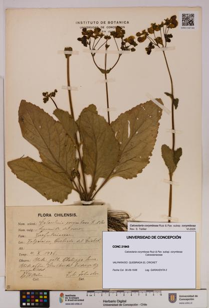 Calceolaria corymbosa [Espécimen: UDEC:CONC:0021943]