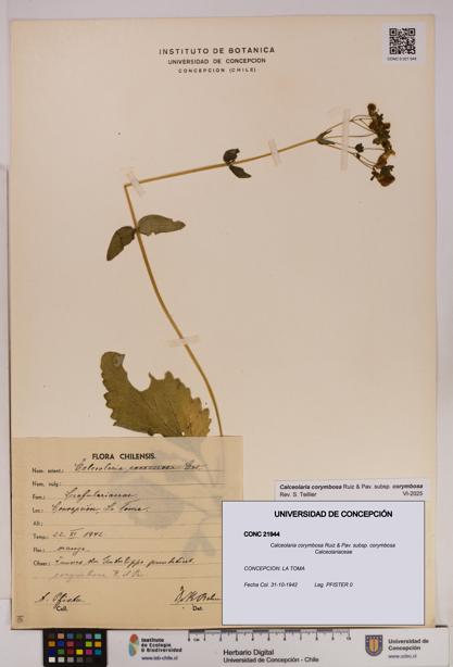 Calceolaria corymbosa [Espécimen: UDEC:CONC:0021944]