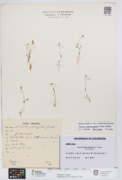 Cicendia quadrangularis [Espécimen: UDEC:CONC:0021996]