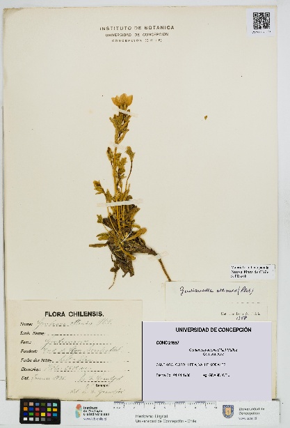Gentianella ottonis [Espécimen: UDEC:CONC:0021997]