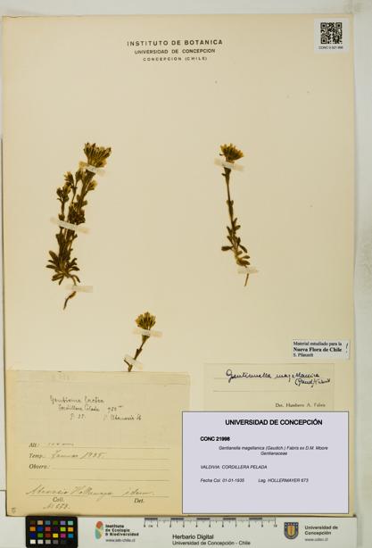 Gentianella magellanica [Espécimen: UDEC:CONC:0021998]