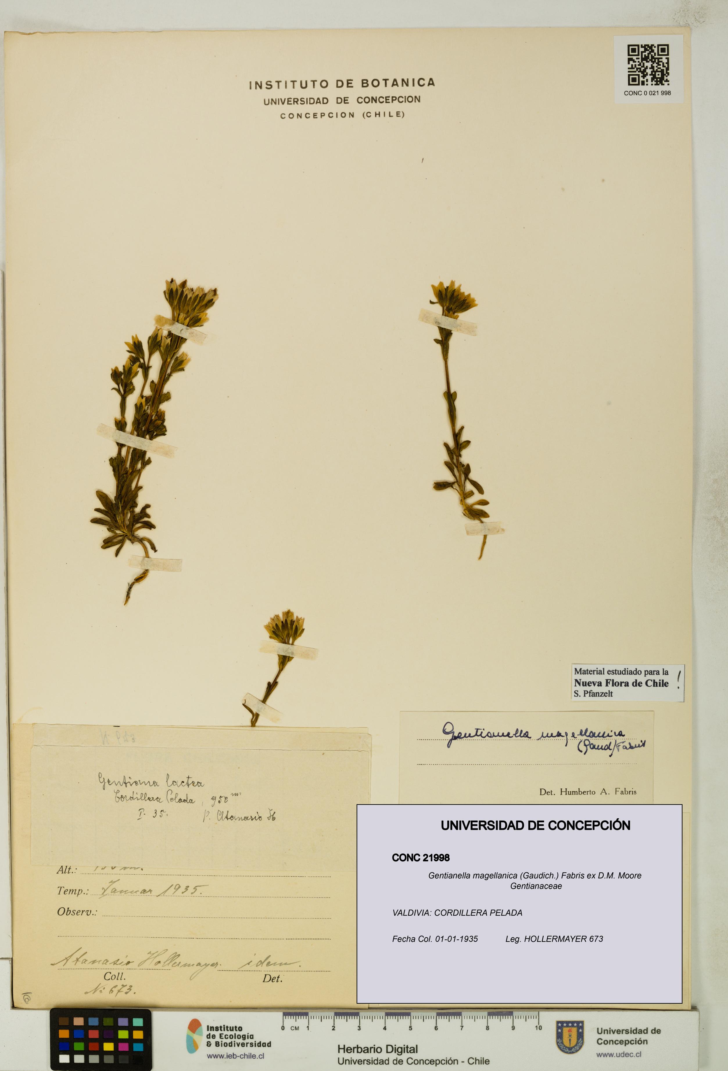 Gentianella magellanica [Espécimen: UDEC:CONC:0021998]