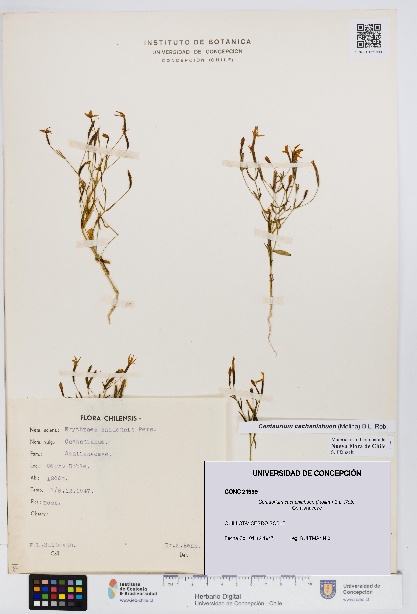 Centaurium cachanlahuen [Espécimen: UDEC:CONC:0021999]