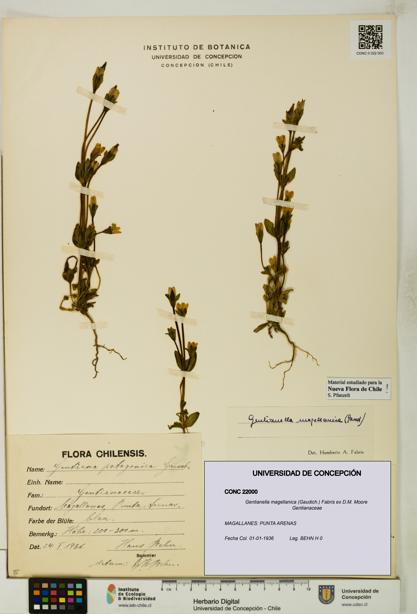 Gentianella magellanica [Espécimen: UDEC:CONC:0022000]