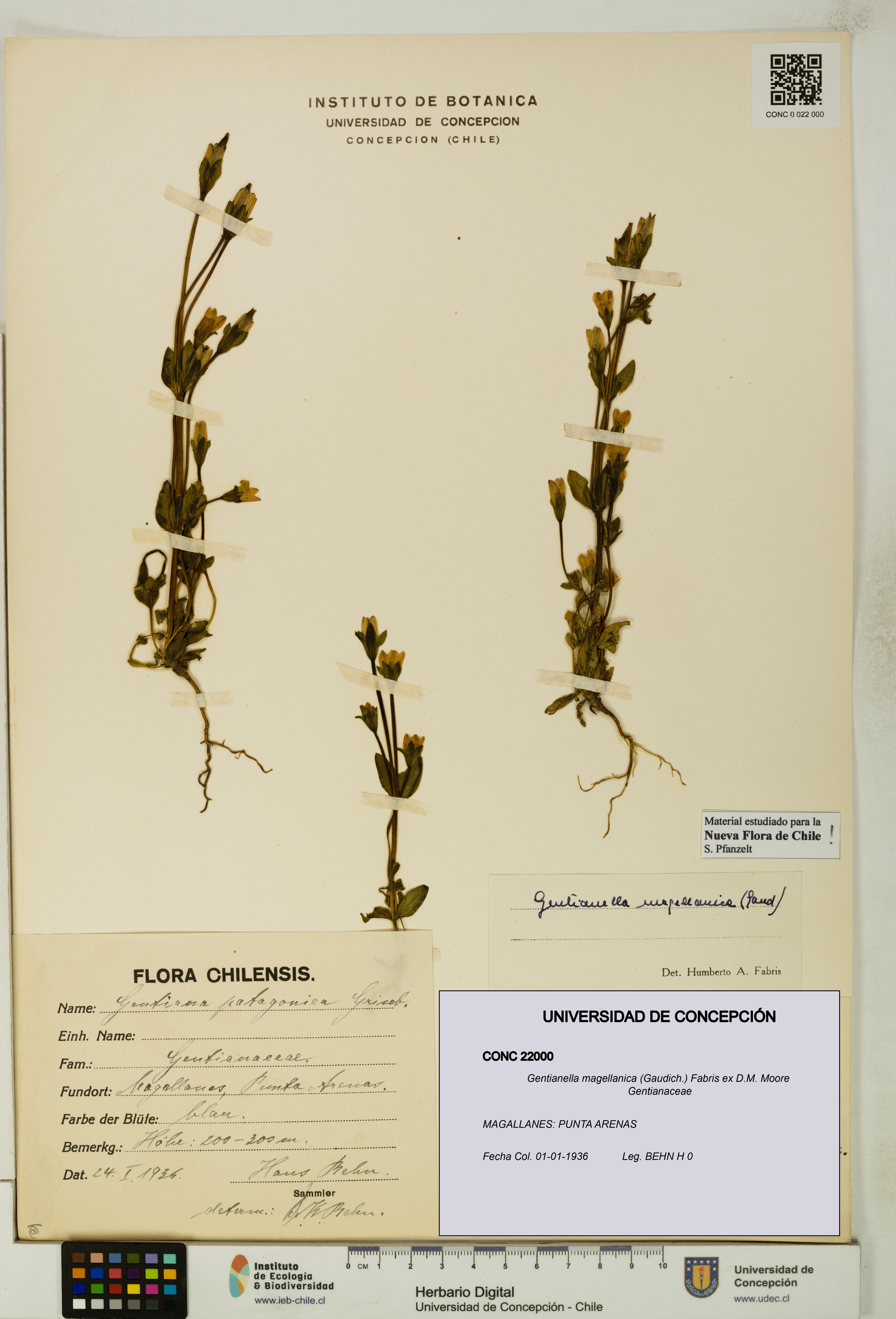 Gentianella magellanica [Espécimen: UDEC:CONC:0022000]