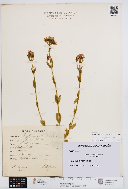 Centaurium erythraea [Espécimen: UDEC:CONC:0022001]