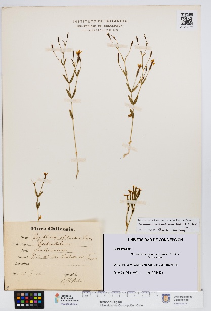 Centaurium cachanlahuen [Espécimen: UDEC:CONC:0022002]