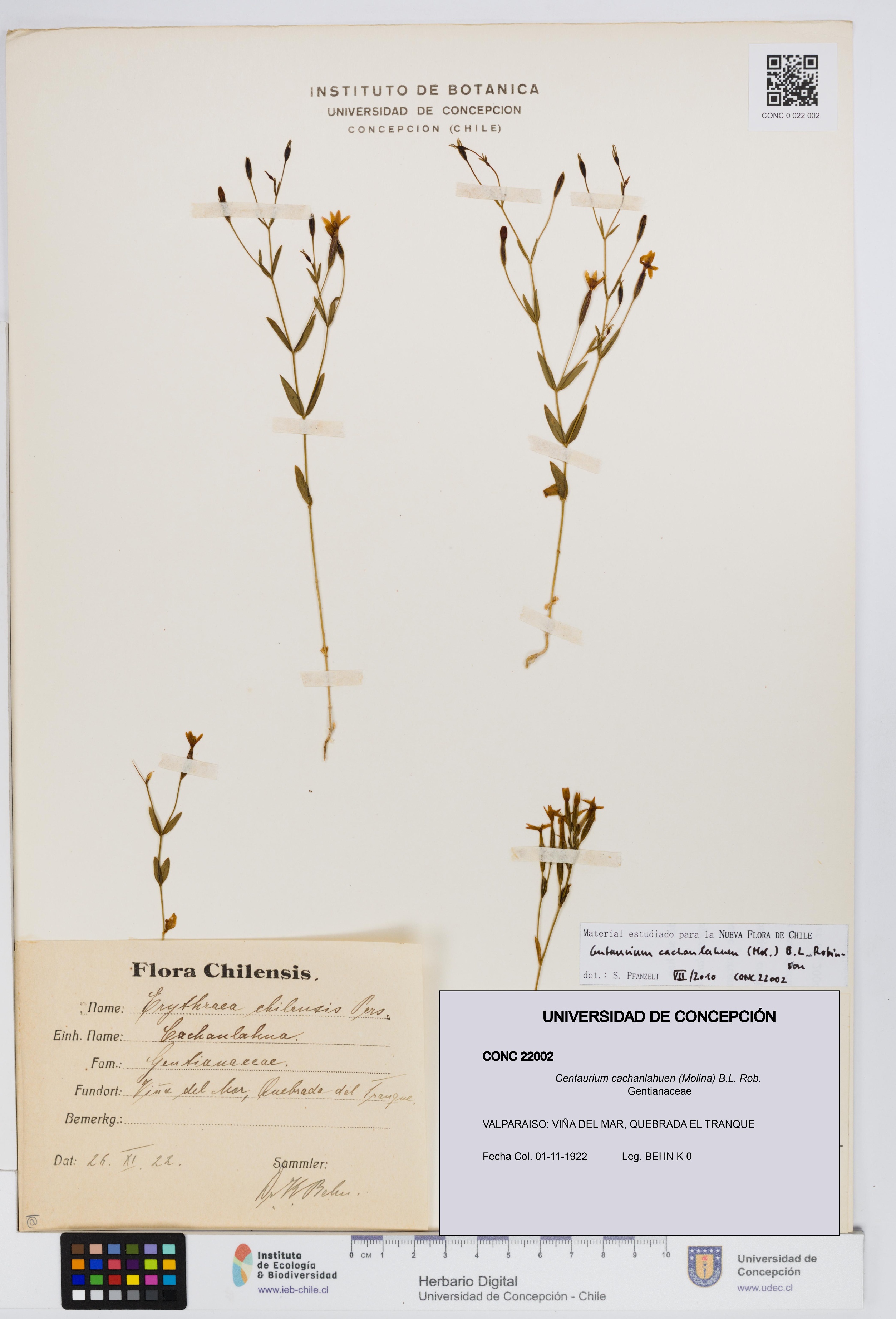 Centaurium cachanlahuen [Espécimen: UDEC:CONC:0022002]