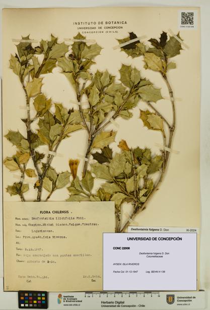 Desfontainia fulgens [Espécimen: UDEC:CONC:0022008]