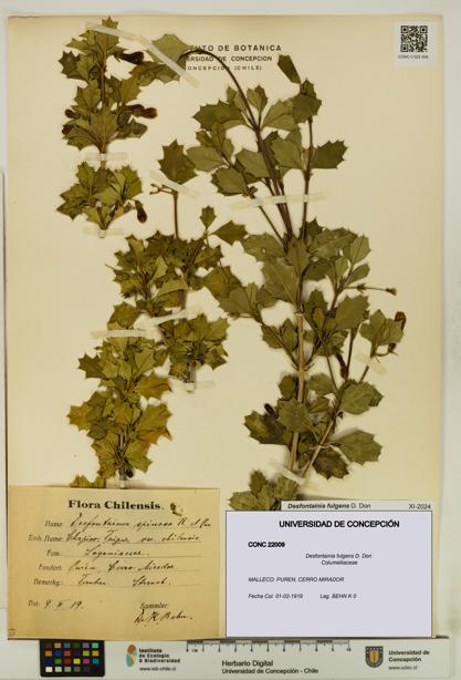 Desfontainia fulgens [Espécimen: UDEC:CONC:0022009]