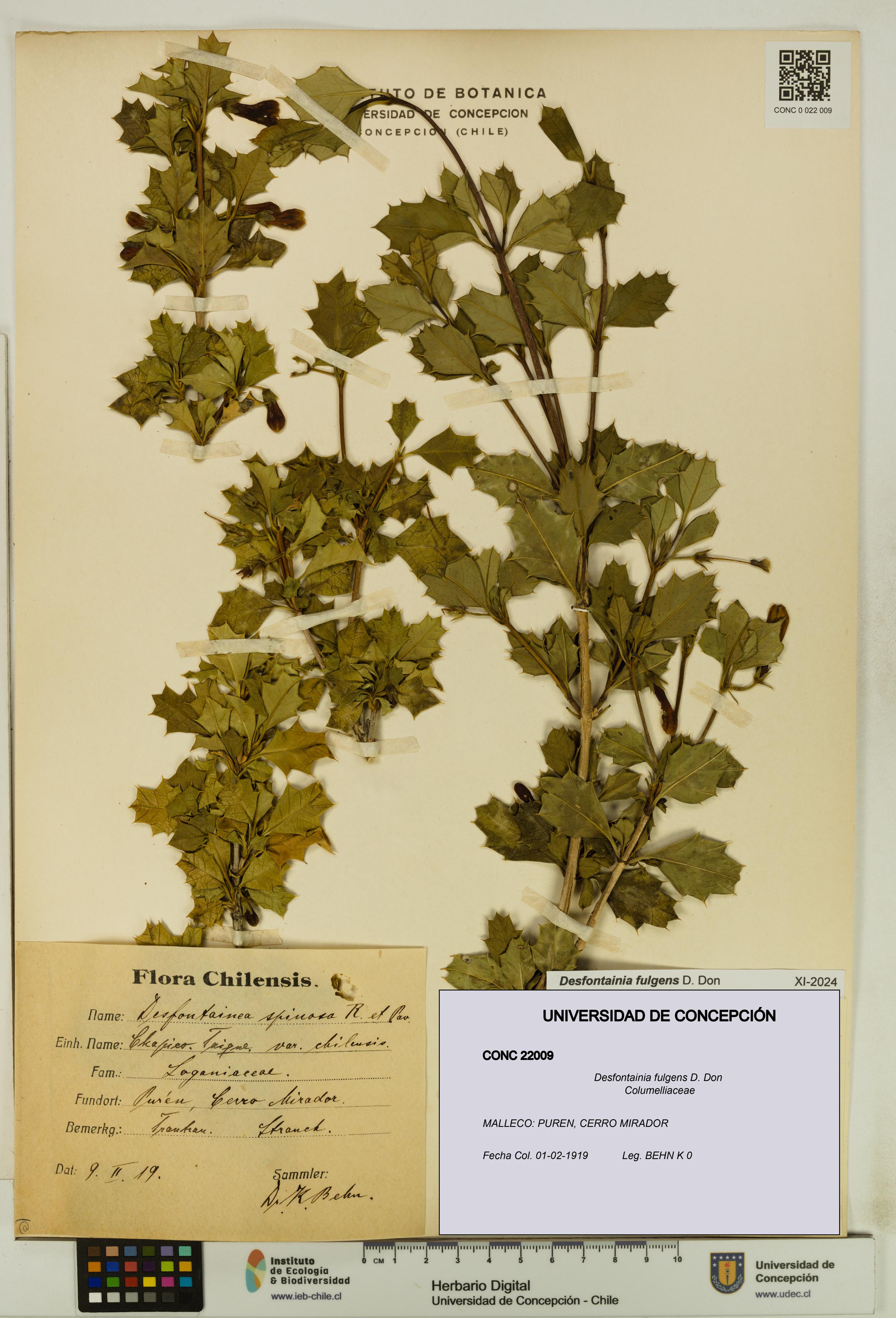Desfontainia fulgens [Espécimen: UDEC:CONC:0022009]