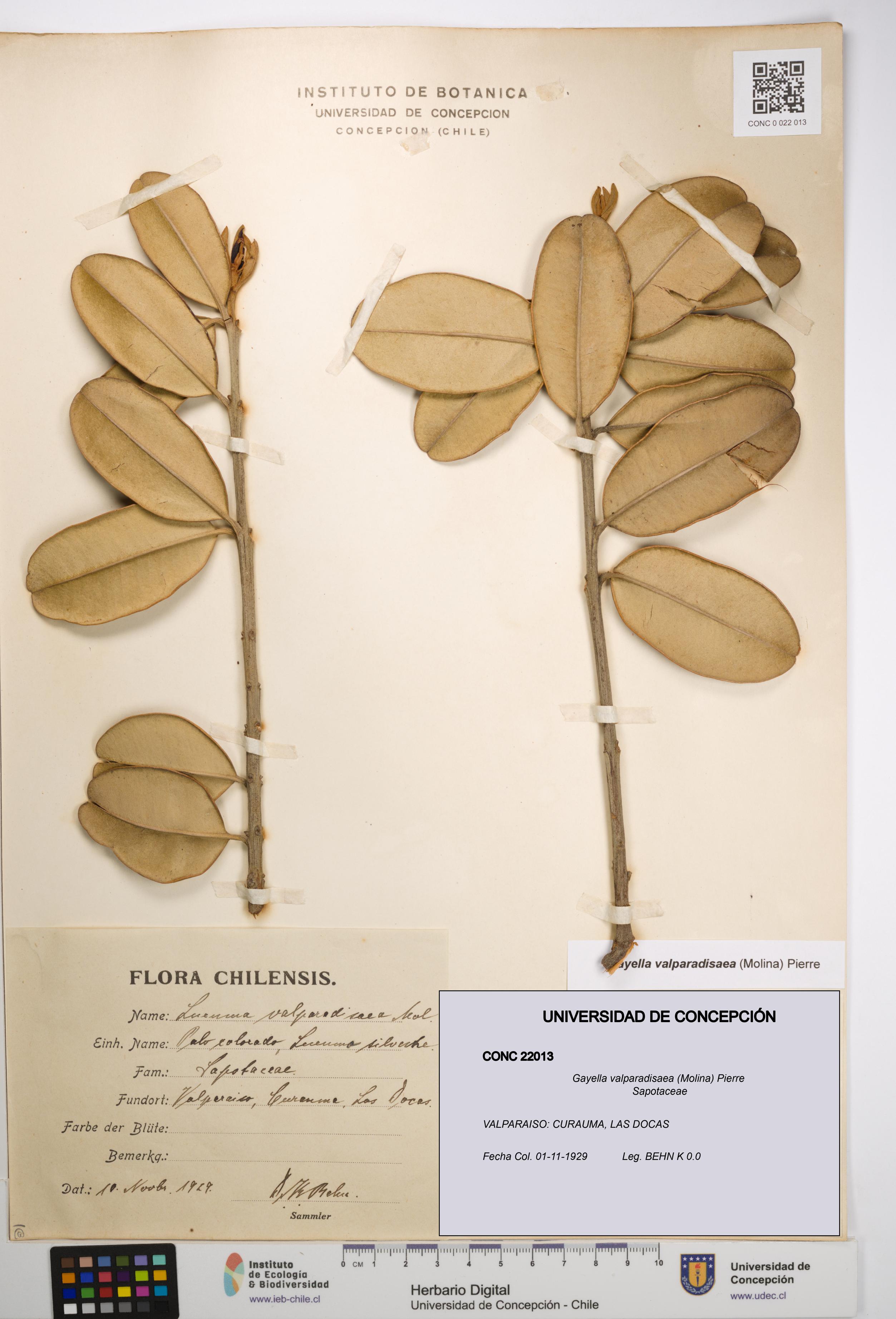 Gayella valparadisaea [Espécimen: UDEC:CONC:0022013]