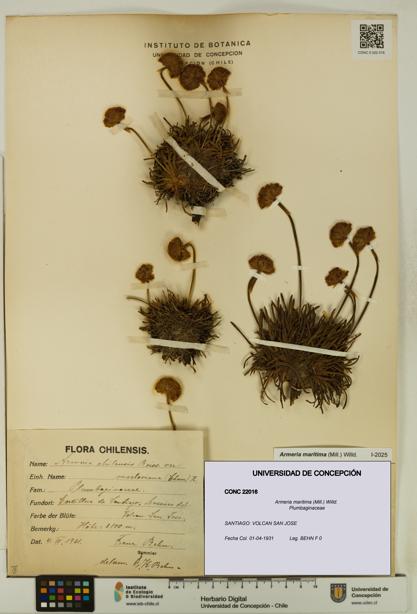 Armeria maritima [Espécimen: UDEC:CONC:0022016]
