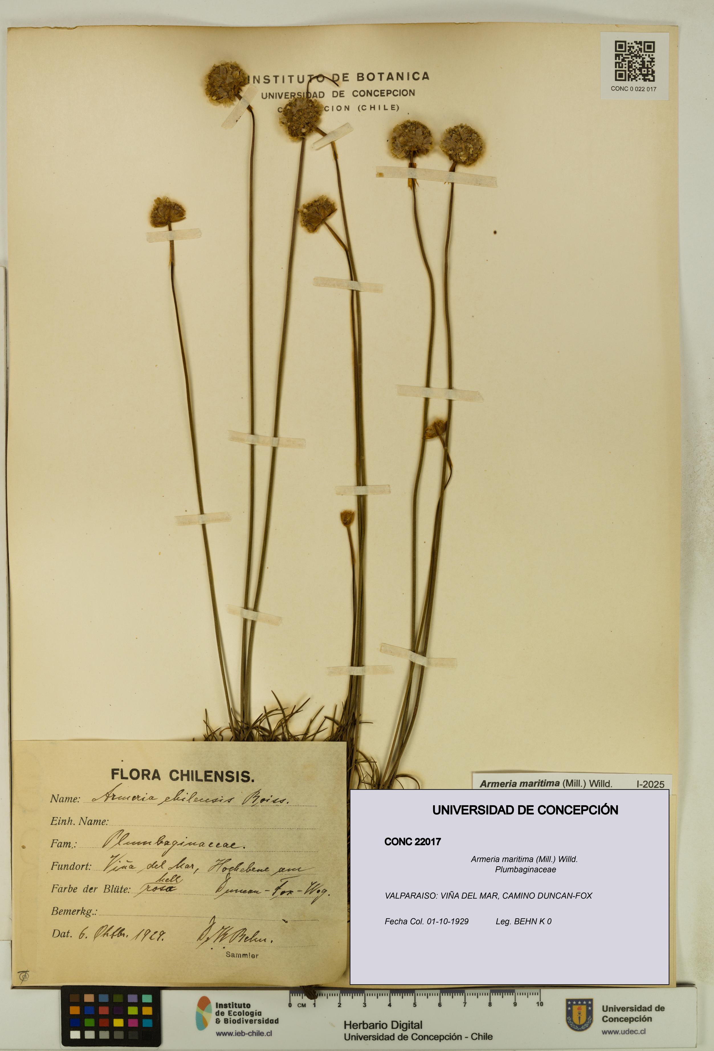 Armeria maritima [Espécimen: UDEC:CONC:0022017]