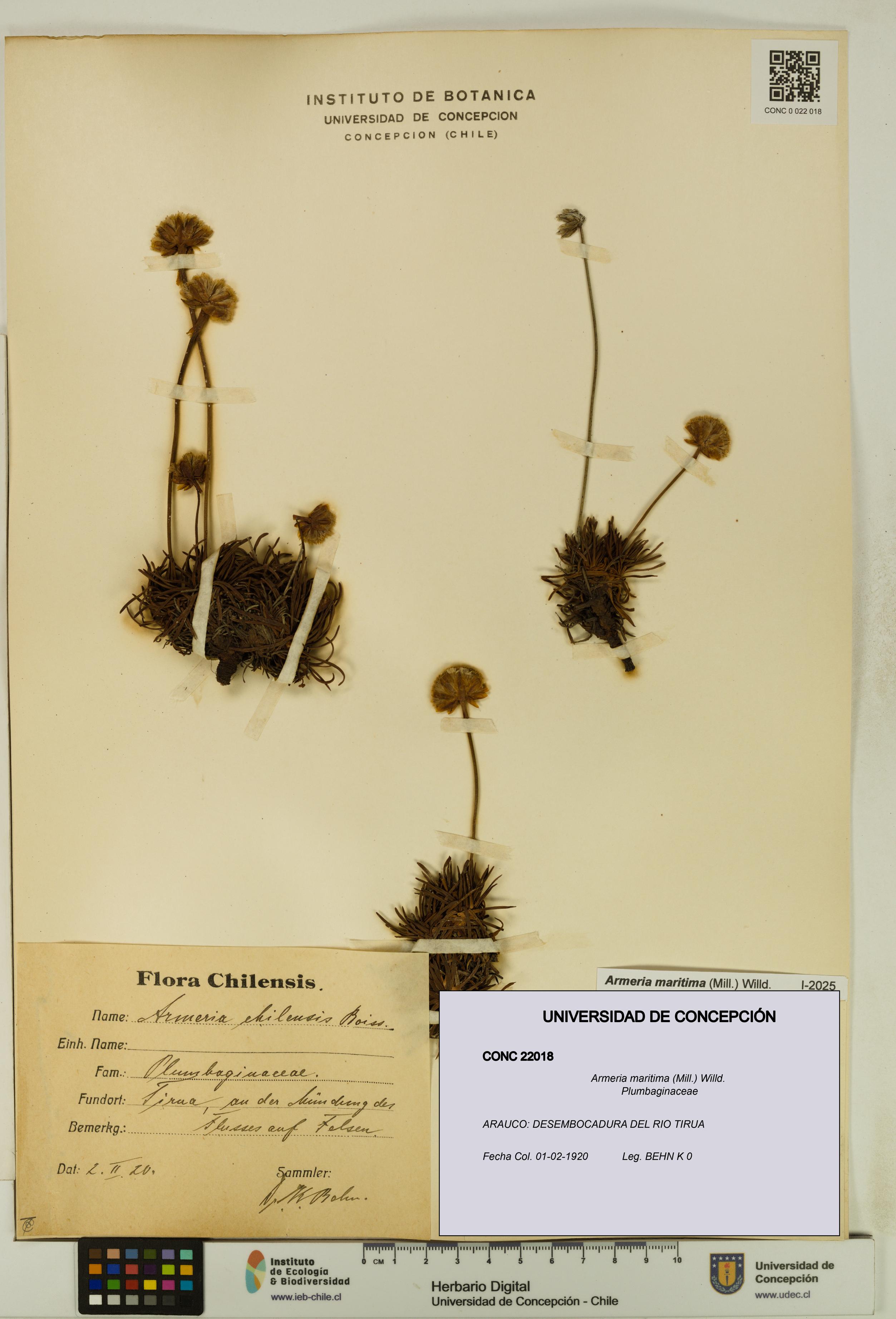 Armeria maritima [Espécimen: UDEC:CONC:0022018]