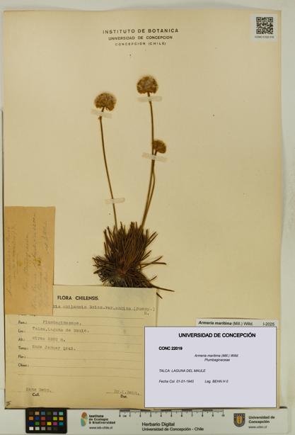 Armeria maritima [Espécimen: UDEC:CONC:0022019]