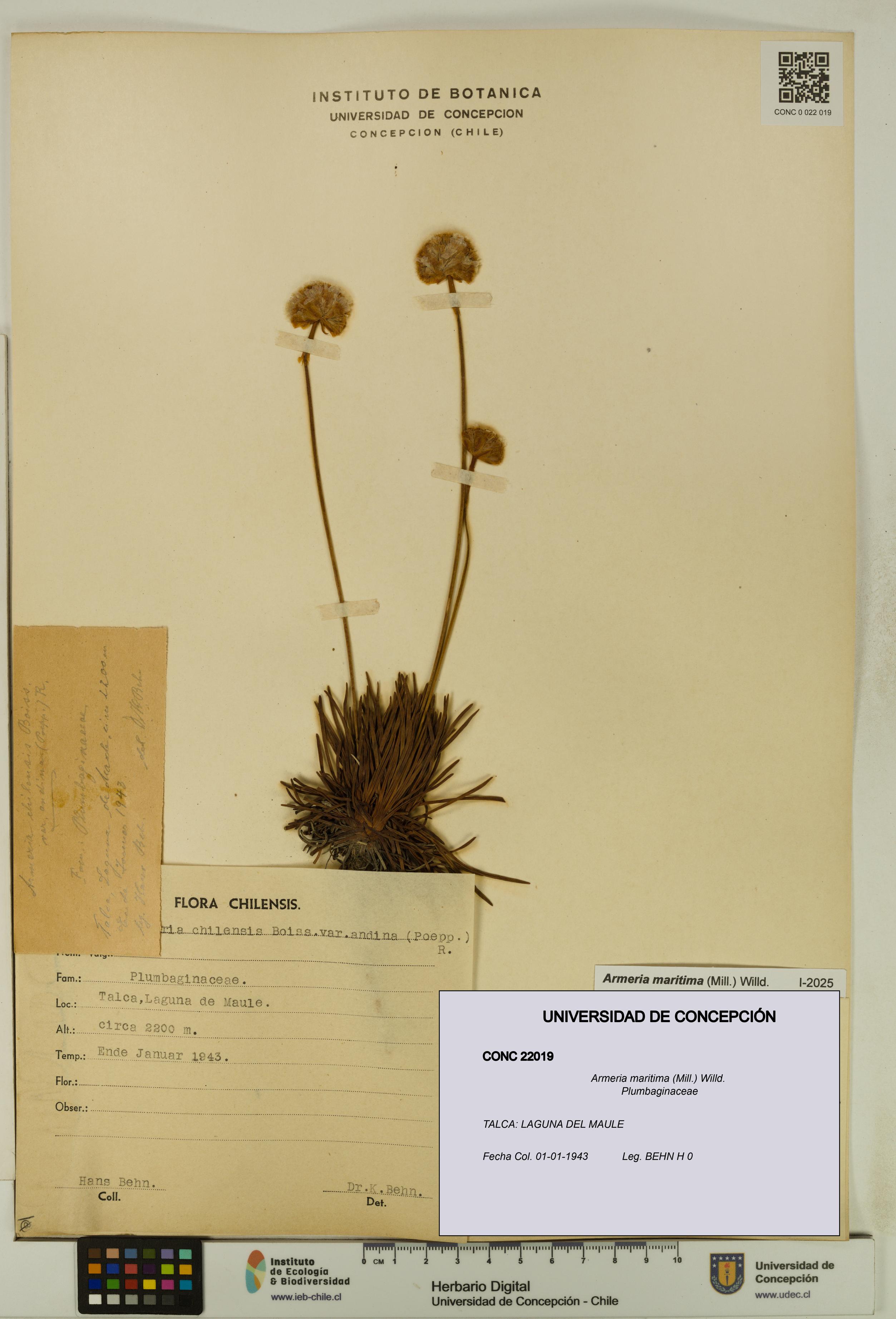 Armeria maritima [Espécimen: UDEC:CONC:0022019]