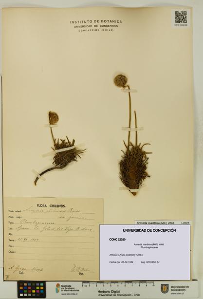 Armeria maritima [Espécimen: UDEC:CONC:0022020]
