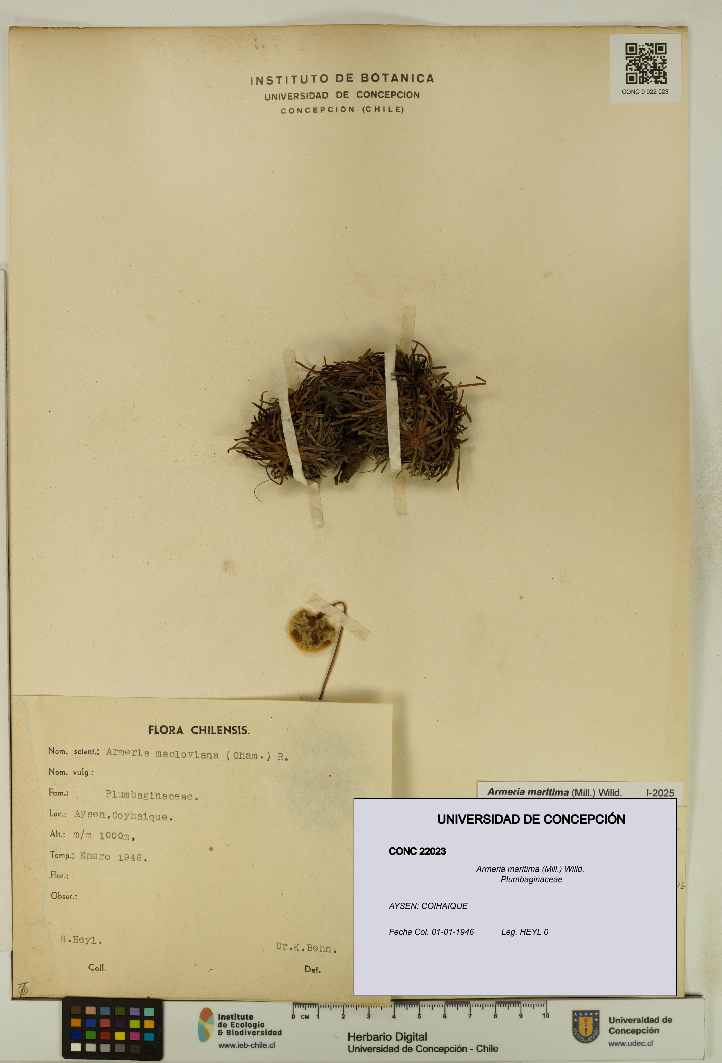 Armeria maritima [Espécimen: UDEC:CONC:0022023]