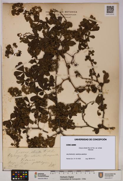 Cissus striata var. striata [Espécimen: UDEC:CONC:0022063]