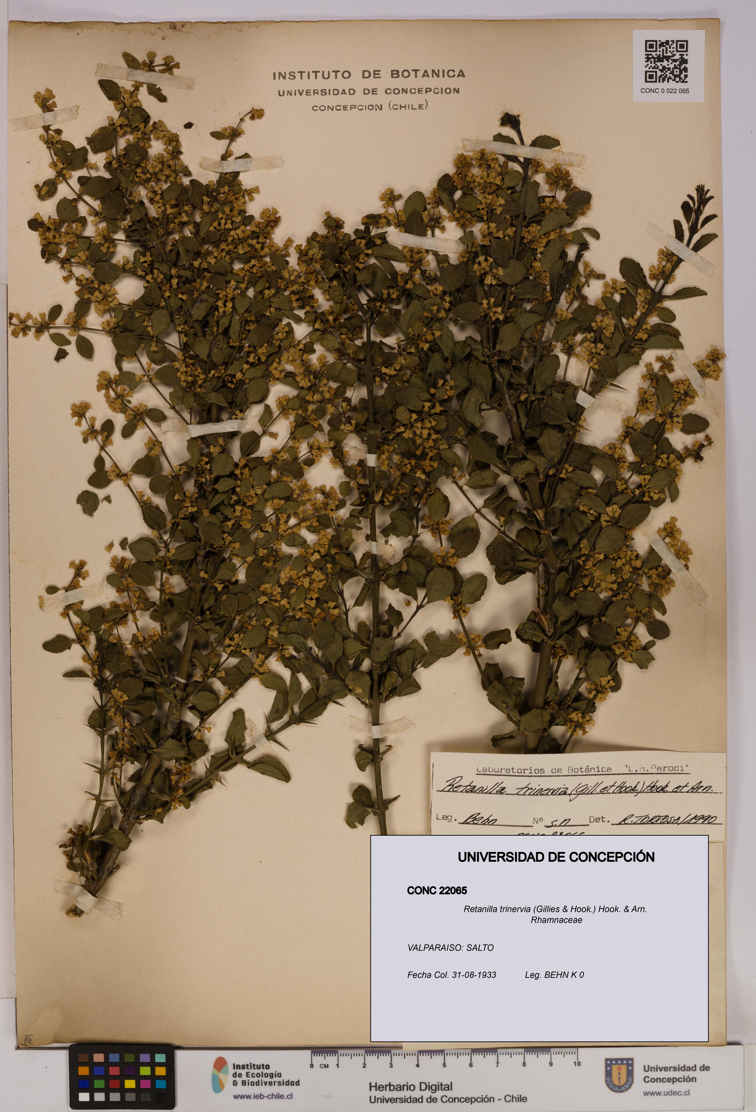 Retanilla trinervia [Espécimen: UDEC:CONC:0022065]