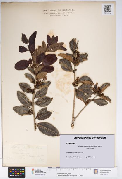 Lithraea caustica [Espécimen: UDEC:CONC:0022067]