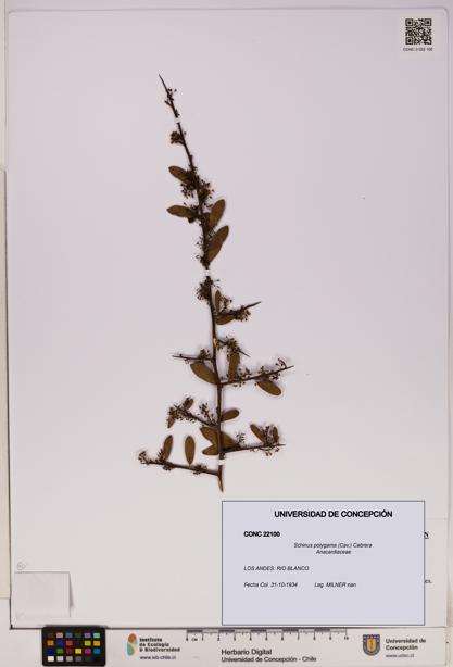 Schinus polygama [Espécimen: UDEC:CONC:0022100]