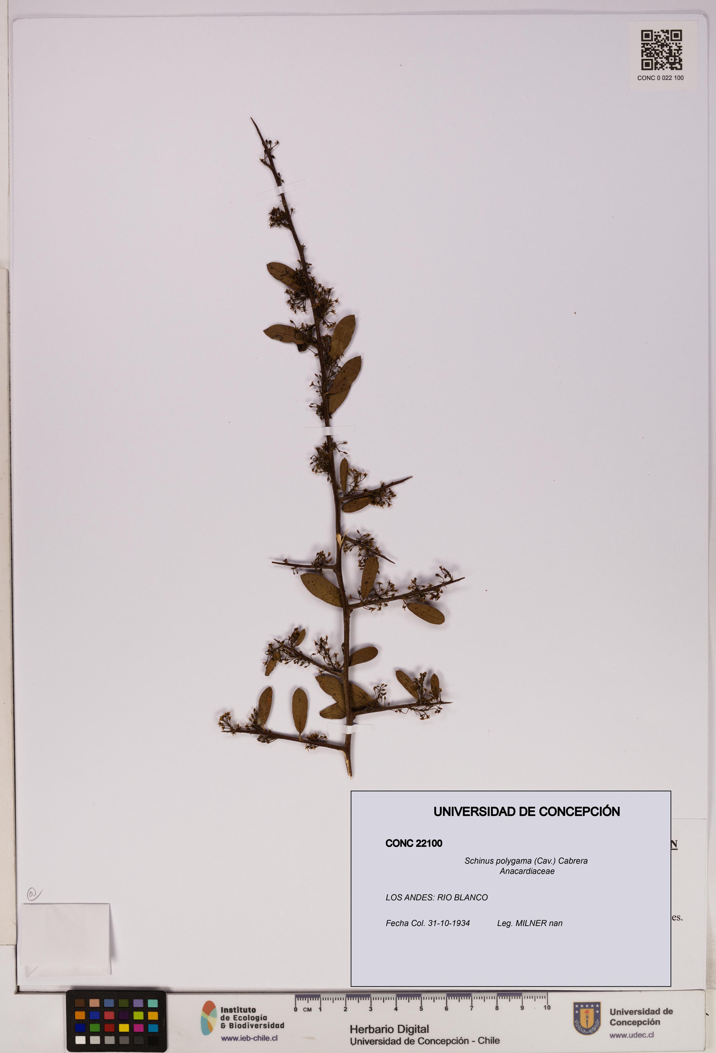 Schinus polygama [Espécimen: UDEC:CONC:0022100]