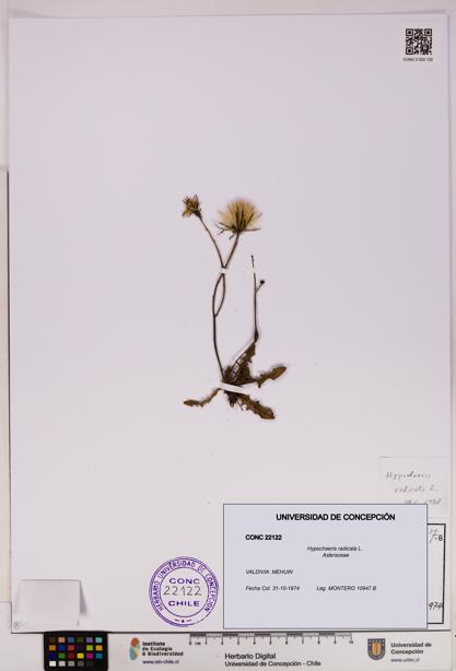 Hypochaeris radicata [Espécimen: UDEC:CONC:0022122]