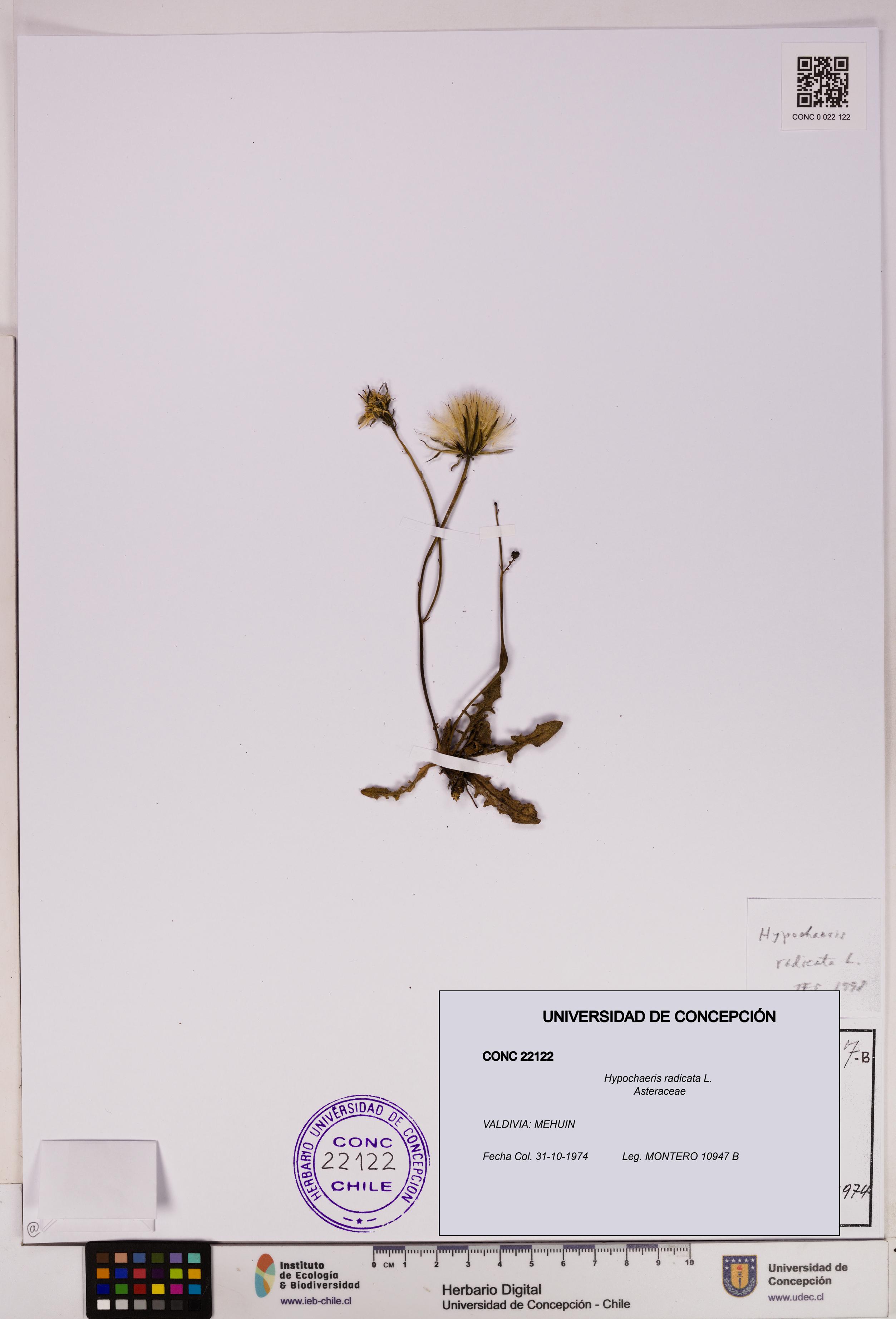 Hypochaeris radicata [Espécimen: UDEC:CONC:0022122]