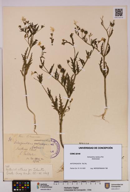 Schizanthus lacteus [Espécimen: UDEC:CONC:0022140]