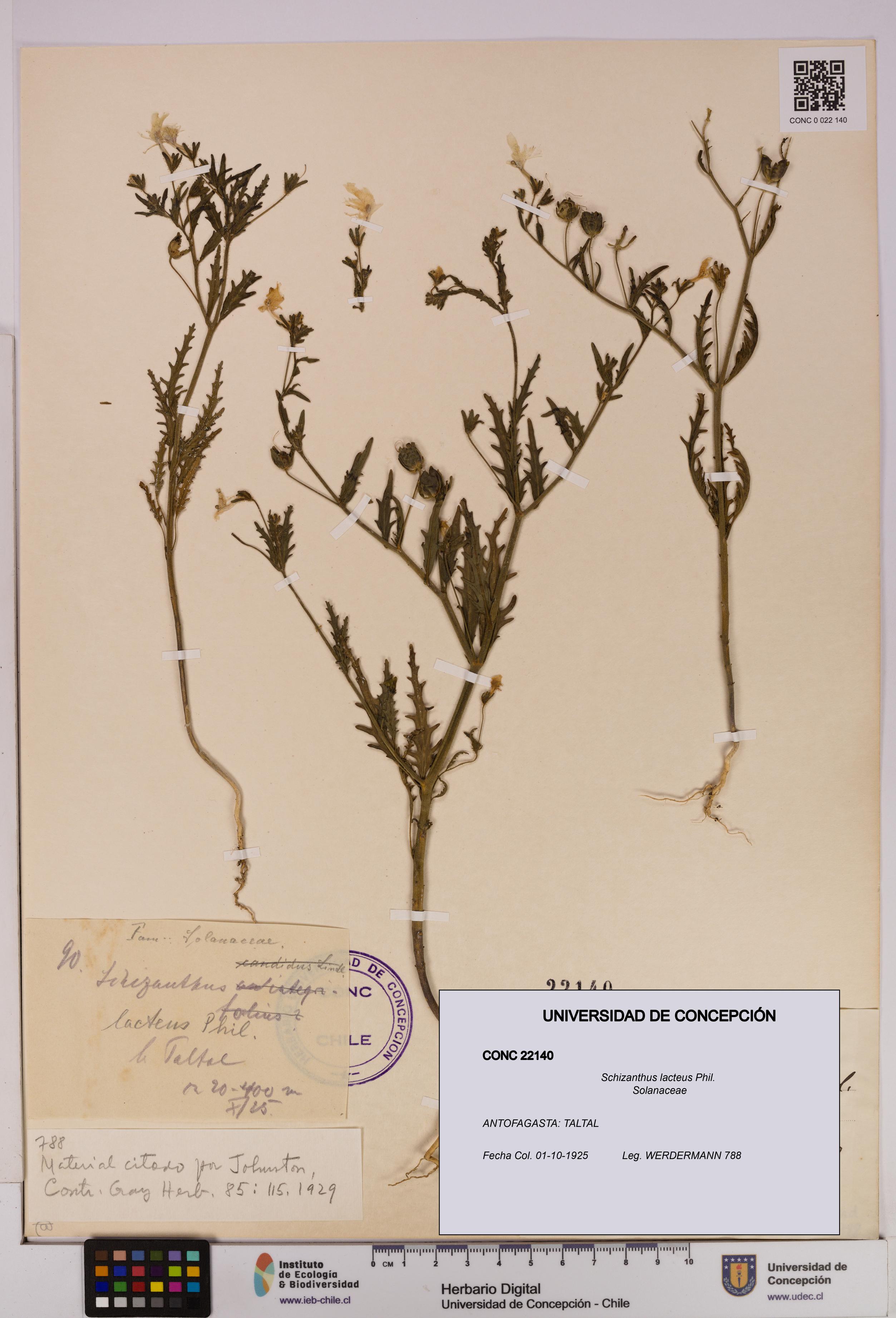 Schizanthus lacteus [Espécimen: UDEC:CONC:0022140]