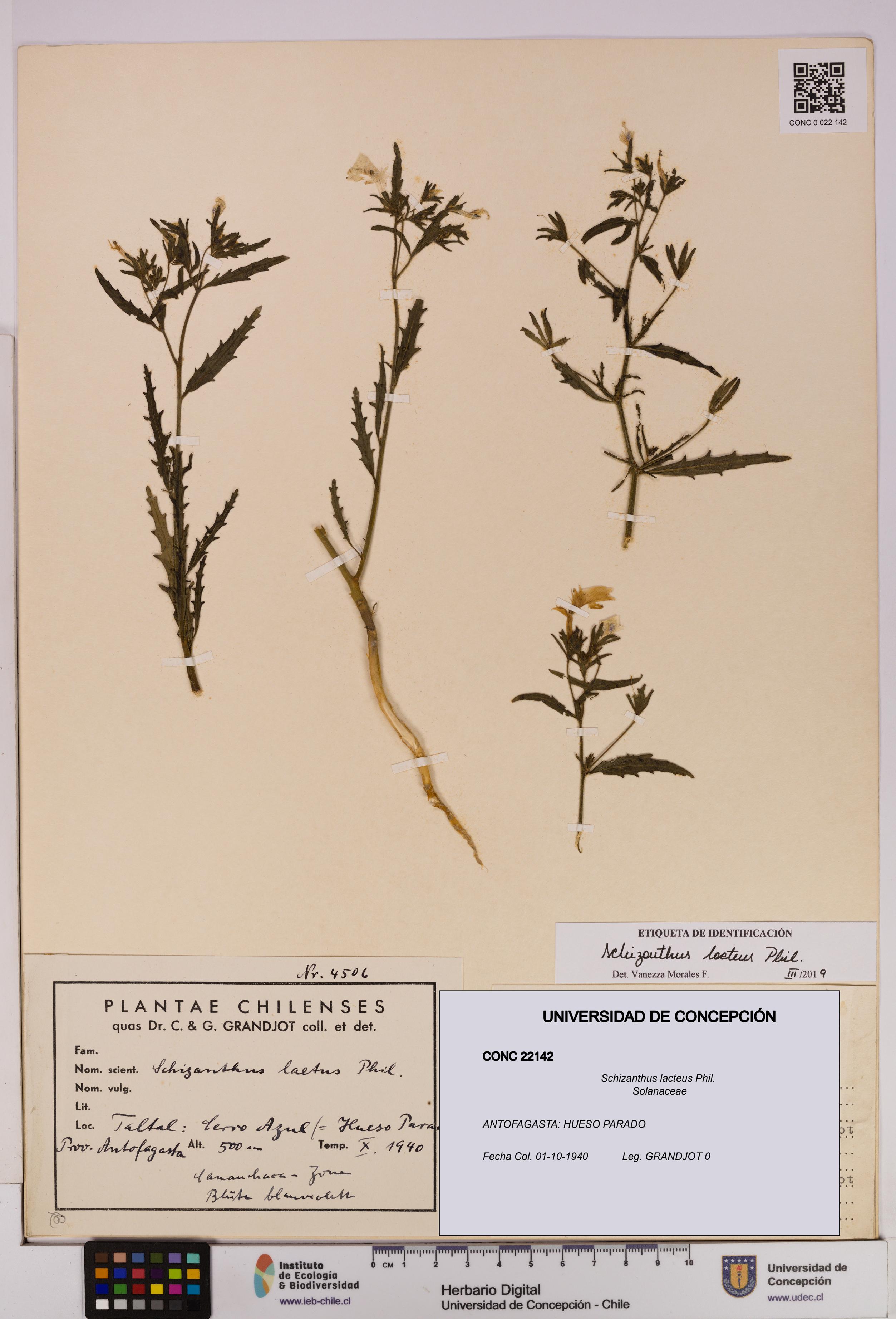 Schizanthus lacteus [Espécimen: UDEC:CONC:0022142]