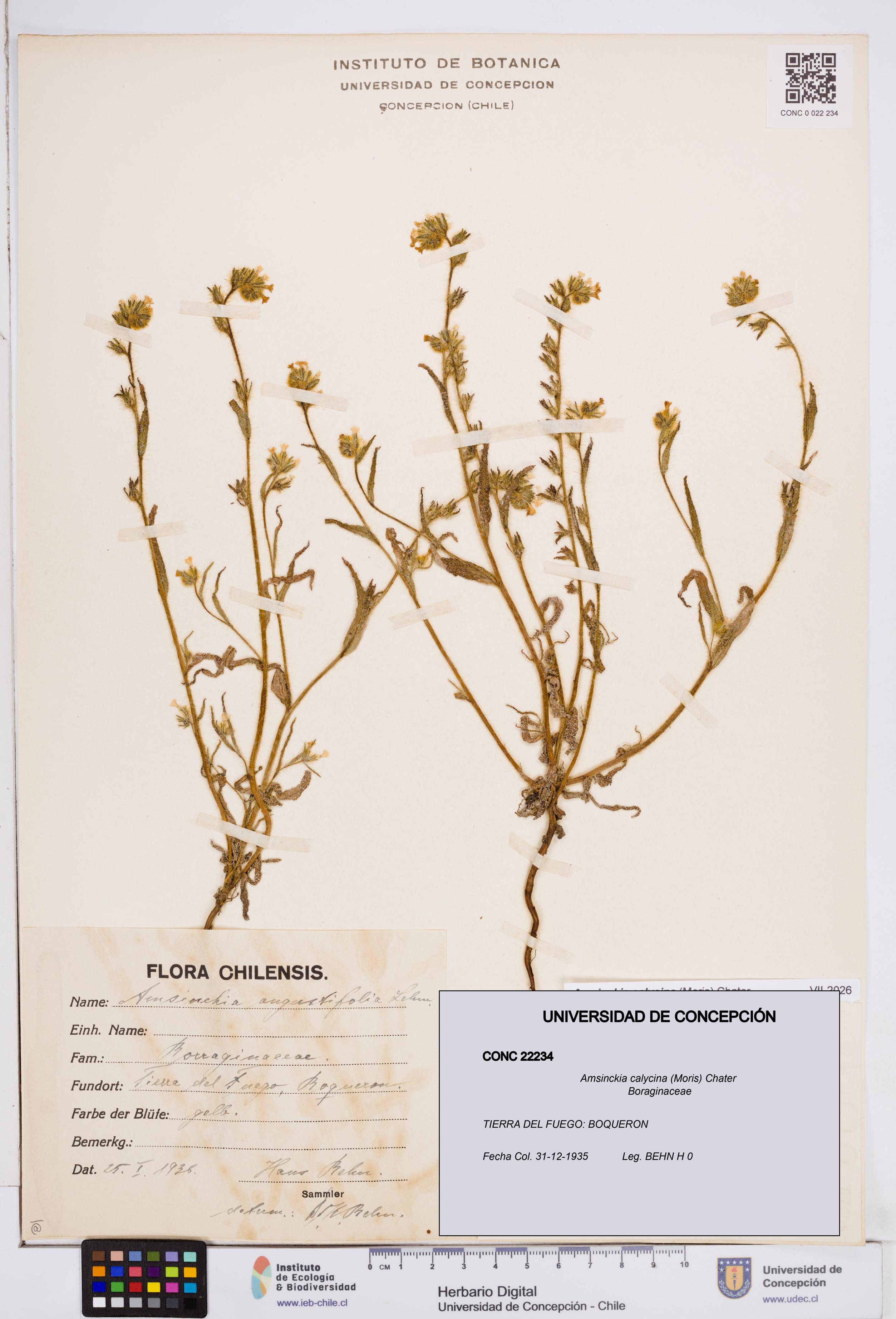 Amsinckia calycina [Espécimen: ]