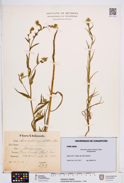 Amsinckia calycina [Espécimen: ]