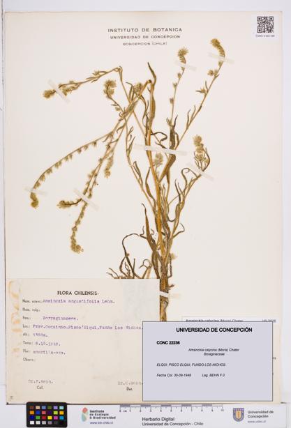 Amsinckia calycina [Espécimen: ]