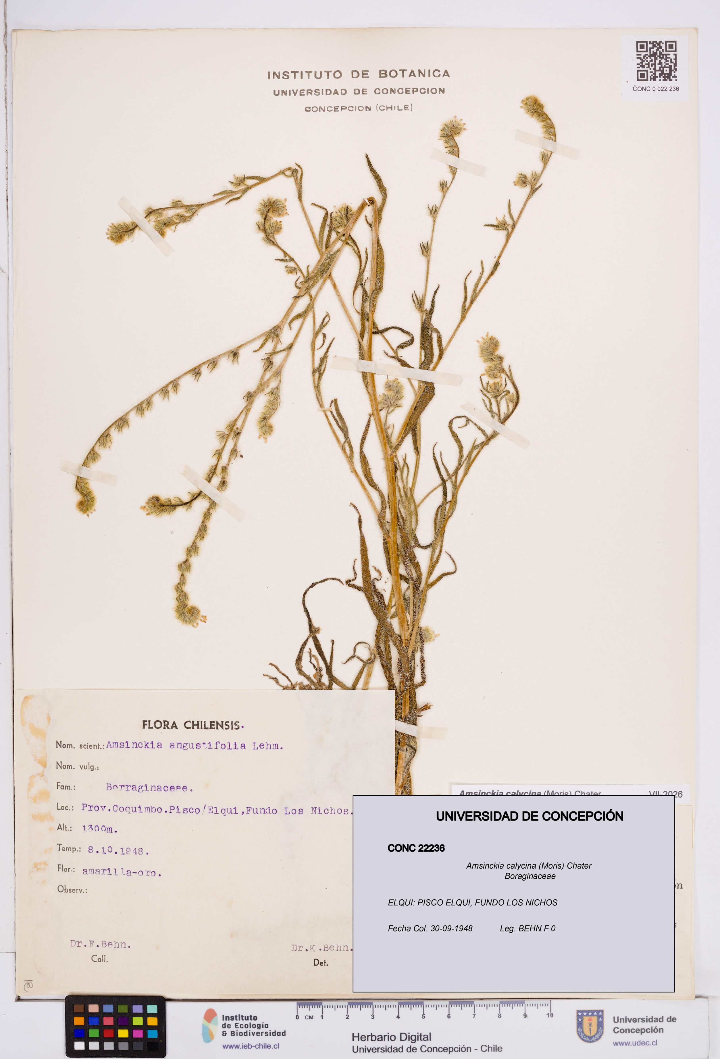 Amsinckia calycina [Espécimen: ]