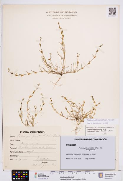 Pectocarya linearis [Espécimen: ]
