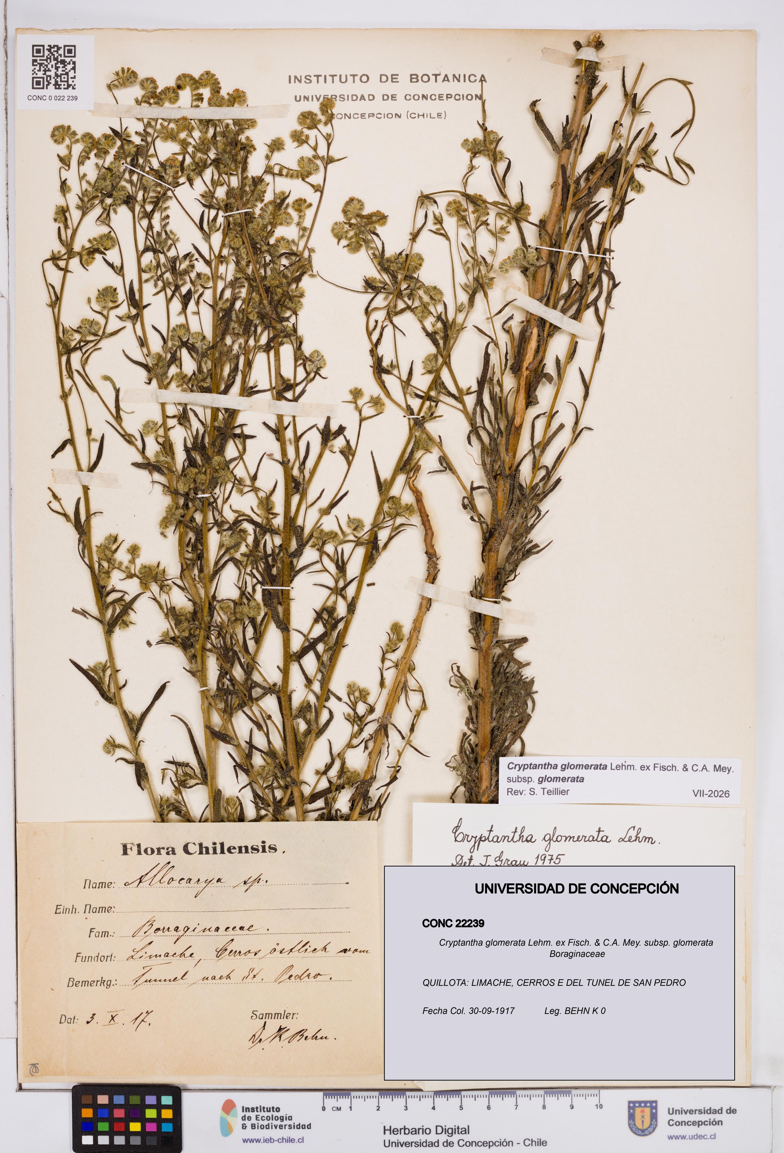 Cryptantha glomerata subsp. glomerata [Espécimen: ]