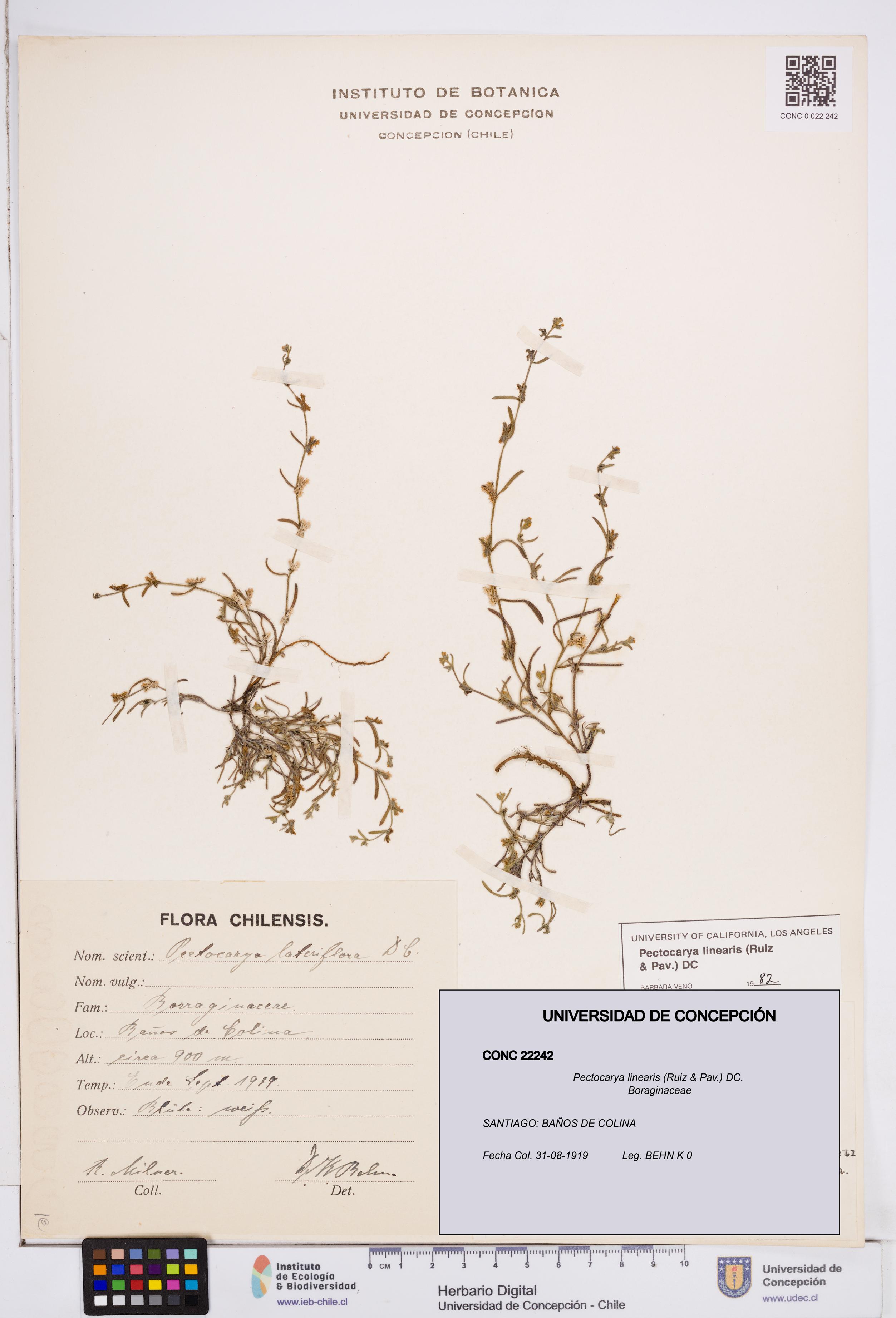 Pectocarya linearis [Espécimen: ]