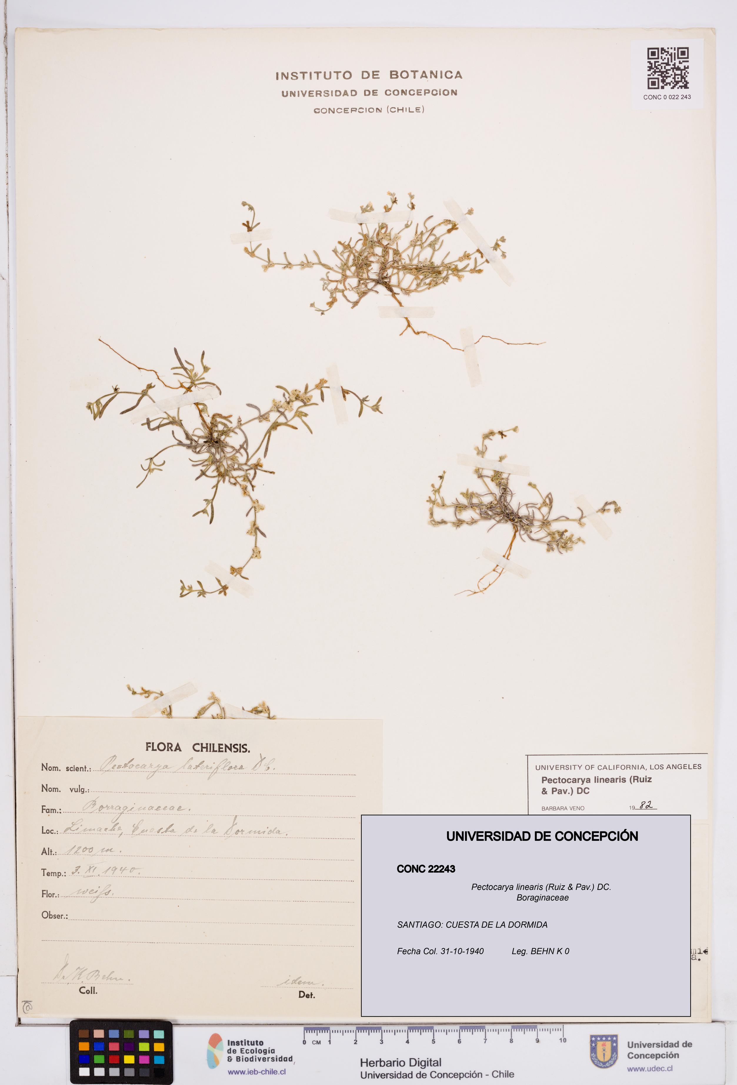 Pectocarya linearis [Espécimen: ]