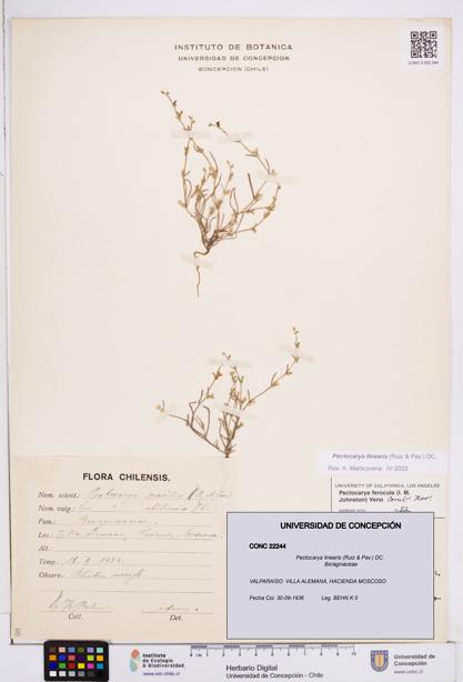 Pectocarya linearis [Espécimen: ]